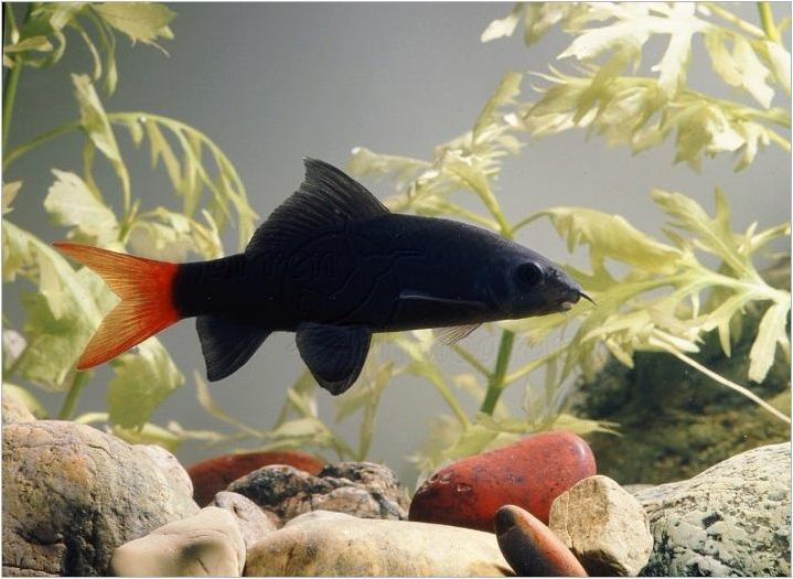Разнообразие от черно аквариумни риби