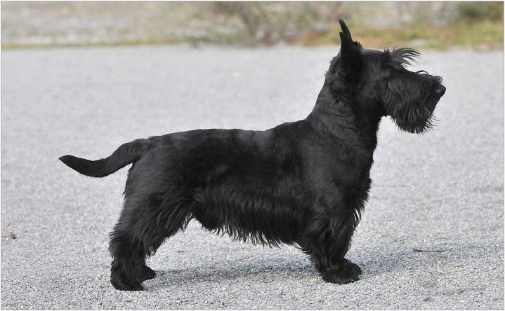 Разнообразие от кучешки породи с дълги уши