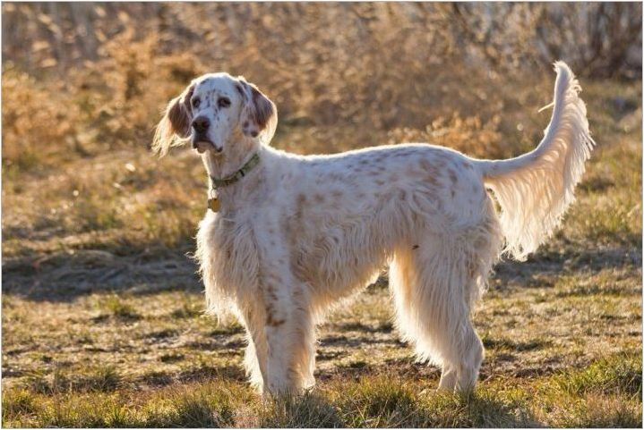 Разнообразие от кучешки породи с дълги уши