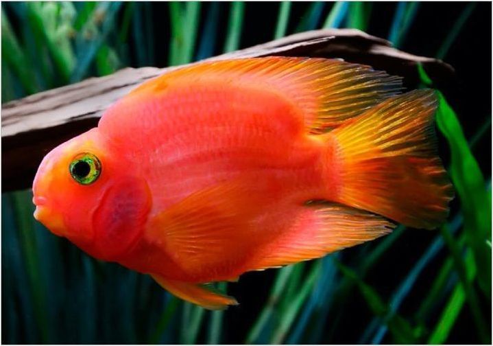 Red Parrot: Описание на рибата, правила за съдържание и разреждане