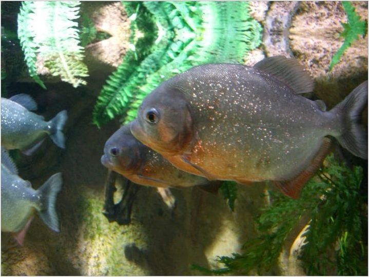 Риба Paku: описание на сортовете, грижа и репродукцията