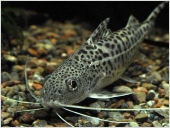 Риба Paku: описание на сортовете, грижа и репродукцията