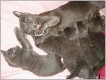 Руски котки: описание, порода, избор и нюанси на грижа