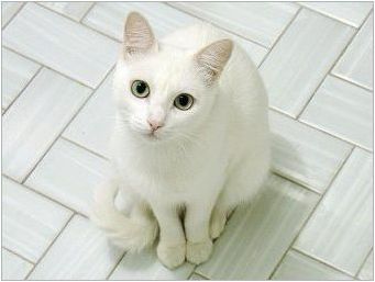 Руски котки: описание, порода, избор и нюанси на грижа