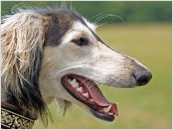 Saluki: характеристики на породата на кучета, грижи характеристики
