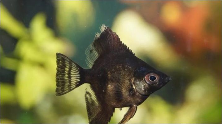 Scalaria Black: каква рибка изглежда и как да се грижи за тях?