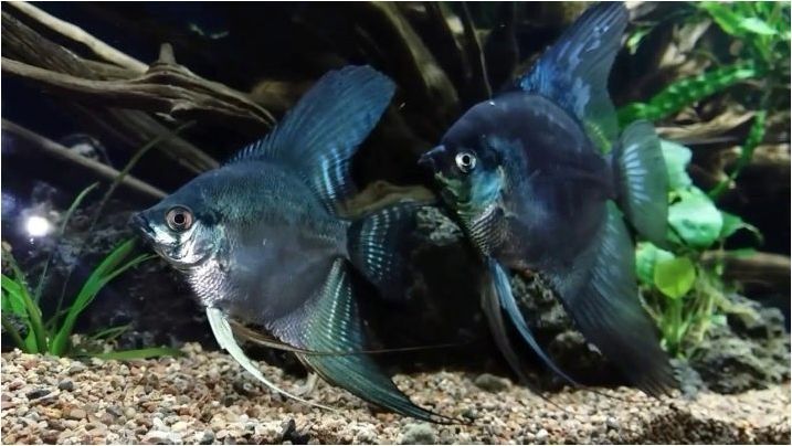 Scalaria Black: каква рибка изглежда и как да се грижи за тях?