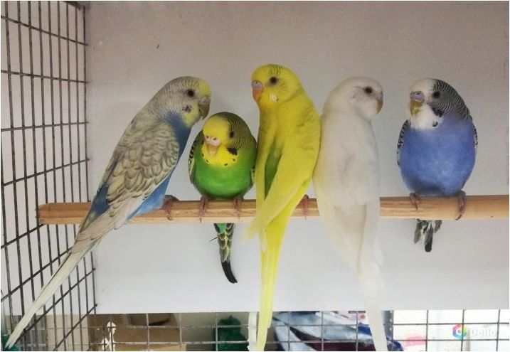 Съдържанието на вълнообразните папагали