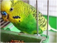 Съдържанието на вълнообразните папагали