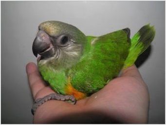 Сенегалски папагали: характеристики, правила за съдържание и размножаване