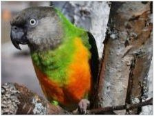 Сенегалски папагали: характеристики, правила за съдържание и размножаване