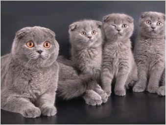 Сгънете котките сив цвят