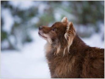 Шалайка: описание на породата, естеството на кучетата и тяхното съдържание