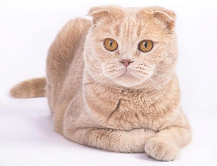 Шотландски котки златист цвят: характеристики и характеристики на грижата