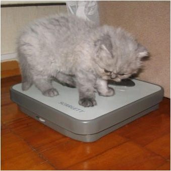 Шотландско котено тегло по месец
