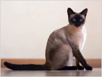 Сиамска котка характер