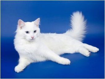 Сибирски котки бял цвят: описание на рок и грижа