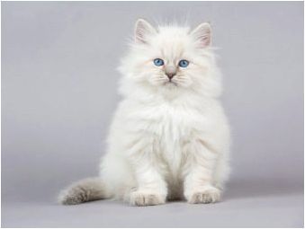 Сибирски котки бял цвят: описание на рок и грижа