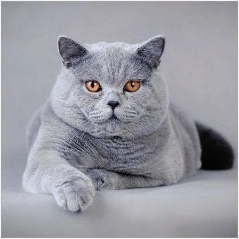 Сиви британски котки: описание и правила