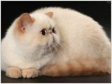 Snapy Cats: какъв вид порода и причините за тяхната популярност
