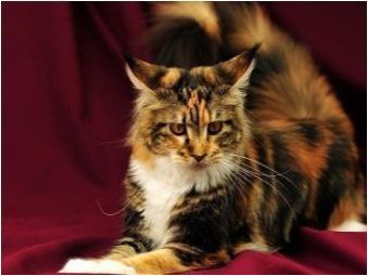 Sokok: описание на котените породи, характеристики на съдържанието и селекцията на псевдоним