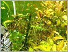 Сортове живи растения за аквариум и тяхното отглеждане