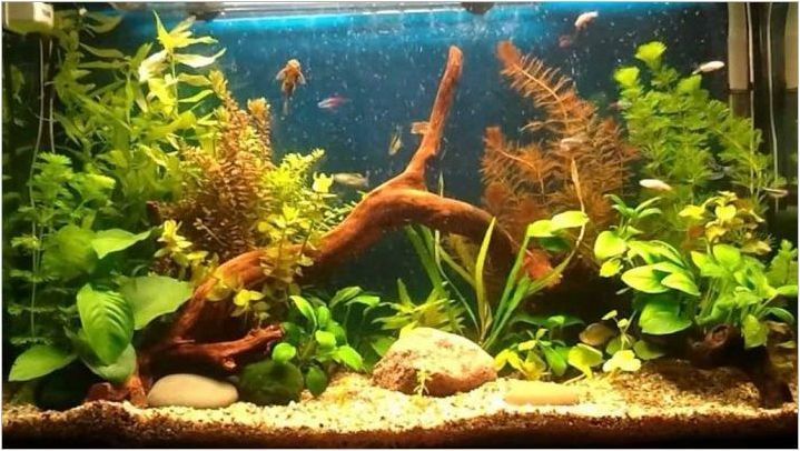 Сортове живи растения за аквариум и тяхното отглеждане