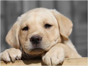 Спасителни кучета: Разнообразие от породи, учебни функции
