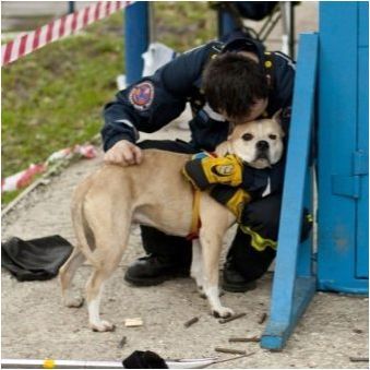 Спасителни кучета: Разнообразие от породи, учебни функции
