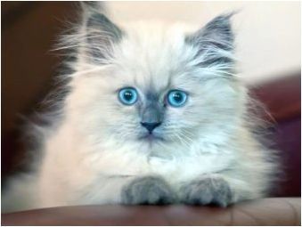 Списък на руските имена за котки и котки