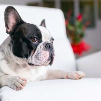 Средно куче кучета за апартаменти: Най-добри правила за породи и съдържание