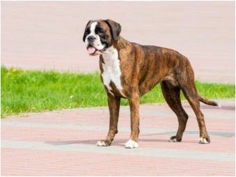 Средно куче кучета за апартаменти: Най-добри правила за породи и съдържание