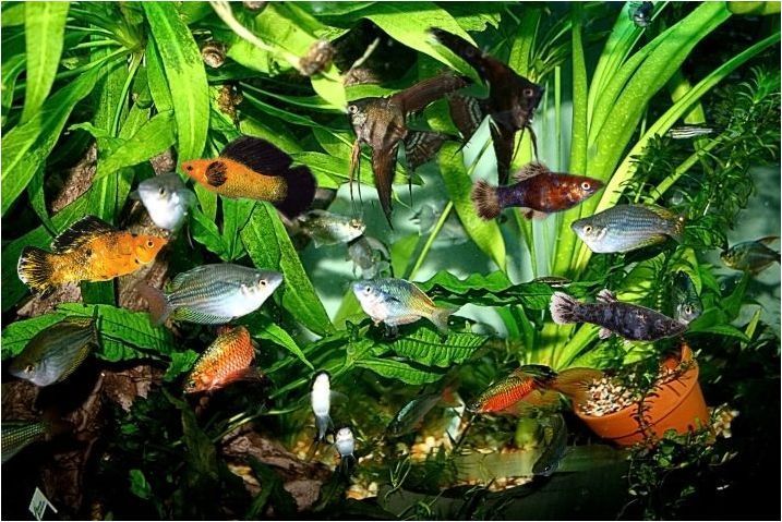 Стартиране на аквариум: Правила и инструкции по стъпка по стъпка
