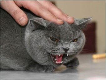 Стерилизация и кастрация на британски котки и котки
