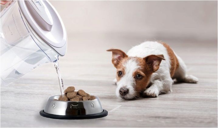 Суха храна за кученца: Правила за избор и хранене