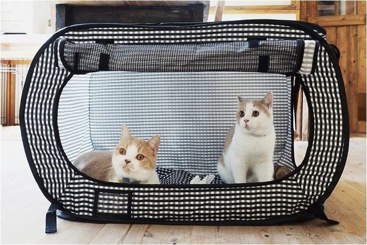Съвети за избор на пластмасови носене за котки