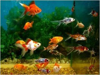 Съвместимост на аквариумната риба: Кой се разбира с?