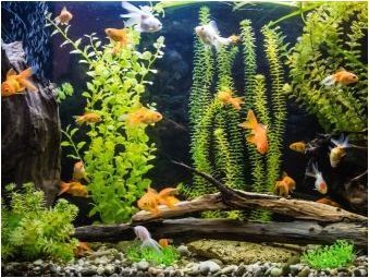 Съвместимост на аквариумната риба: Кой се разбира с?