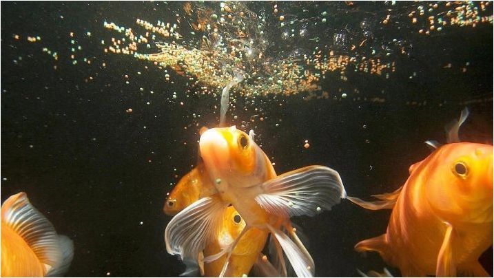 Съвместимост на златните рибки с представители на други породи