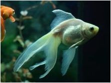 Съвместимост на златните рибки с представители на други породи