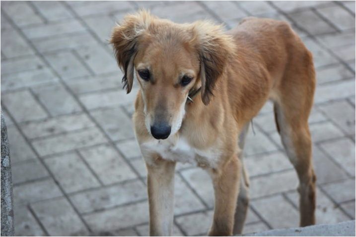 Тайландски: описание на породата кучета и нюанси на съдържание