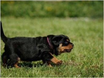 Тегло и растеж на Rottweiler: основните параметри на породата