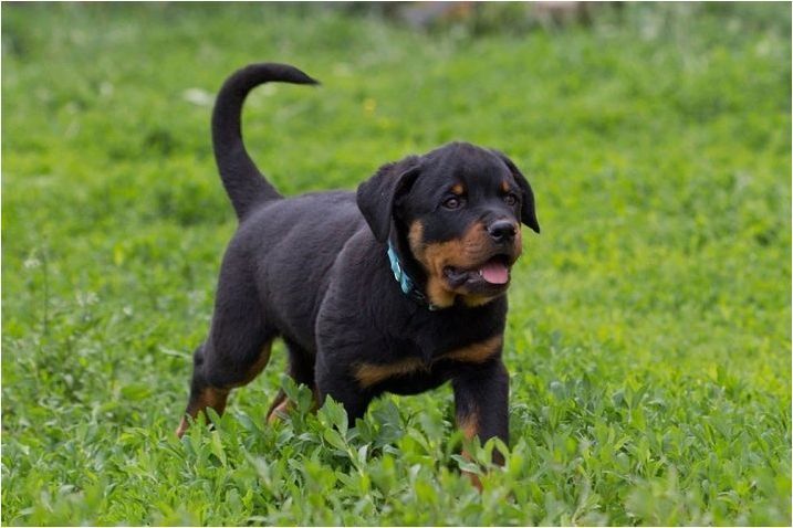 Тегло и растеж на Rottweiler: основните параметри на породата