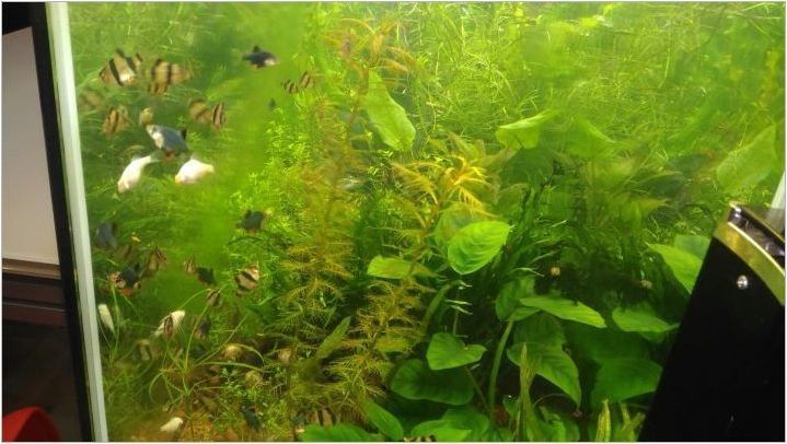 Теми в аквариума: Причините за появата на водорасли и методи на борба