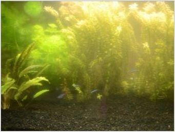 Теми в аквариума: Причините за появата на водорасли и методи на борба