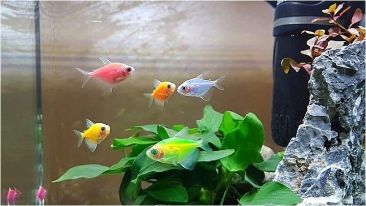 Ternection Glofish: Съдържание, размножаване и грижа