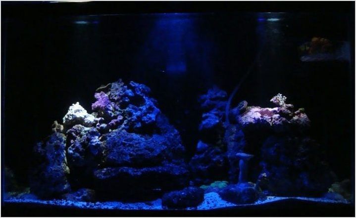 Трябва ли да изключа светлината за една нощ и защо зависи от аквариума?