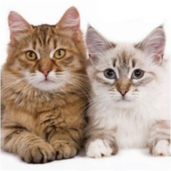 Уиска за стерилизирани котки и кастрирани котки