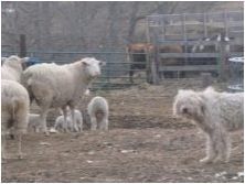 Унгарски овчар: описание и съдържание