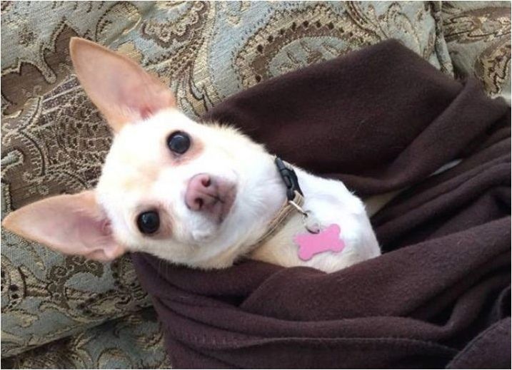 Условия на съдържание и правила за Chihuahua